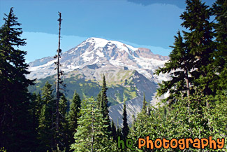 Mt. Rainier & Evergreen Trees Up Close painting