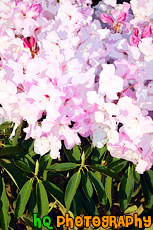 Pink Flowers, Vertical painting