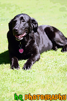 Black Lab Panting in Sunshine painting