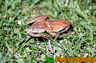 Brown Frog in Grass painting