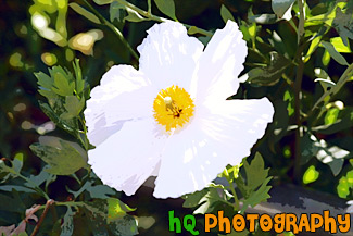 White Flower & Yellow Center painting