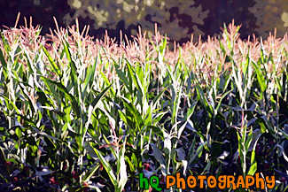 Corn Crop at a Farm painting