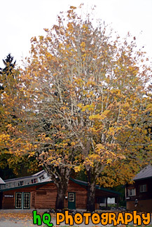 Fall Tree With Yellow Leaves painting