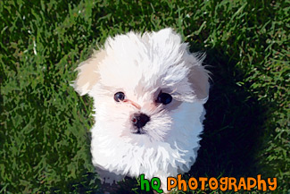 Maltese Puppy Looking up at Camera painting