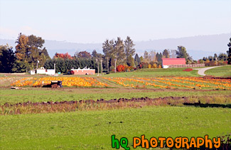 Pumpkin Patch in a Field painting