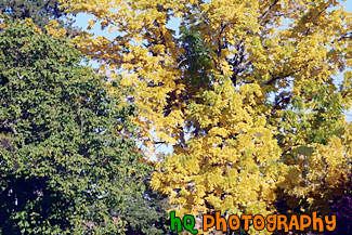 Trees Changing Color to Yellow painting