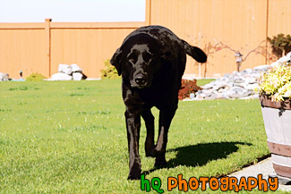 Black Lab Running on Grass painting