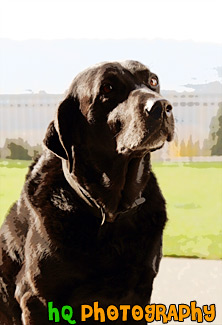 Dog Looking in the Door painting