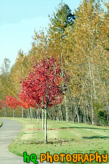 Autumn Sidewalk Trees painting