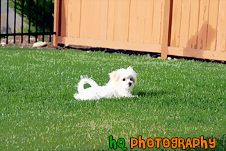 Maltese Puppy Laying on Grass painting