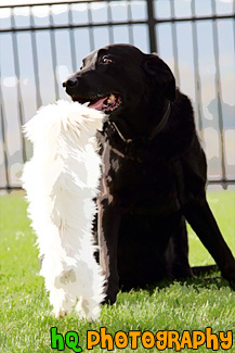 Maltese Standing Up to a Black Lab painting