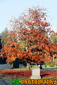 Autumn Tree in Graveyard painting