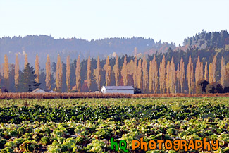 Farm in the Fall painting