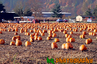 Pumpkin Farm painting