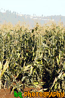 Corn Crops Growing in a Field painting