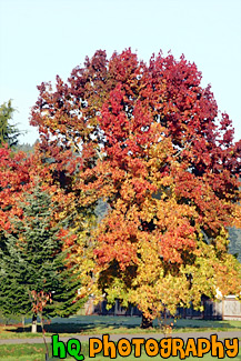 Red, Orange & Yellow Tree painting