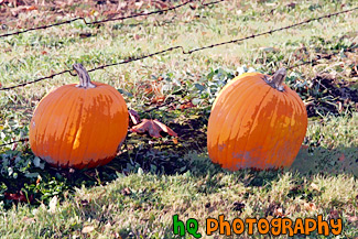 Pumpkins on Grass painting