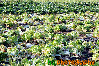 Cabbage on a Farm painting