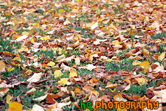 Autumn Leaves Covering Grass painting