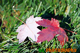 Leaves on Grass Close Up painting