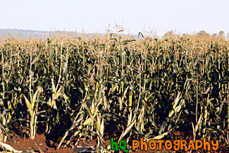 Rows of Corn Stalks painting