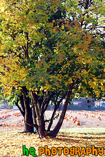 Autumn Tree & Pumpkin Farm painting