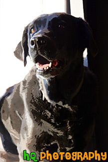 Adult Black Lab Dog painting