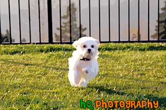 Maltese Puppy Sprinting to the Camera painting