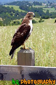 Profile of a Hawk painting