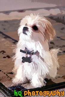 Maltese Puppy Sitting Obediently painting