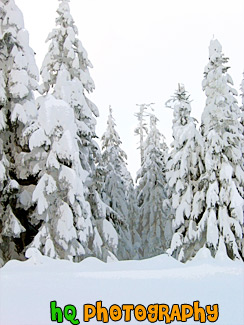 Snow Piled on Trees painting