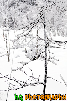 Tree Branch & Snow painting
