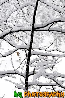 Snow Covered Tree Branches painting