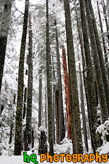 Winter Trees painting