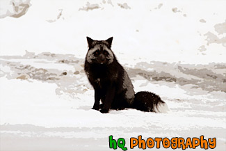 Black & Gray Wild Fox painting