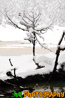 Snow, Tree Branch & Water painting