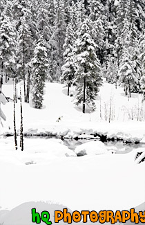 Winter Trees & Snow in Wilderness painting