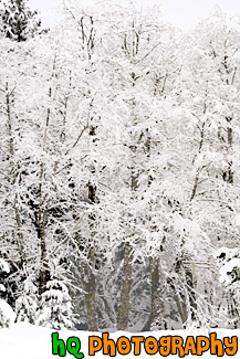 Snow Covered Trees painting