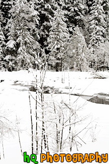 Snowy Wilderness painting