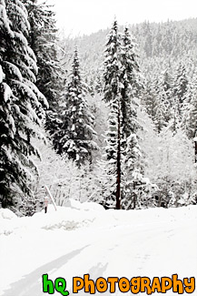 Winter Trees Along Road painting