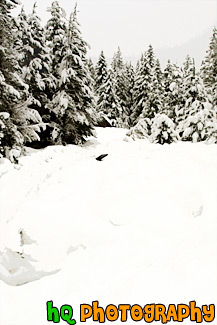 Snowy Ground Leading to Trees painting