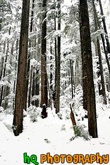 Rows of Winter Trees painting