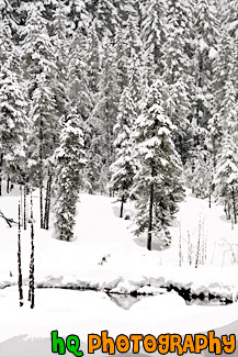 Snow Trees at Longmire painting