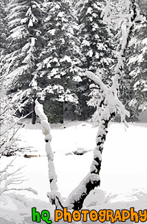 Snowy Tree Limb painting