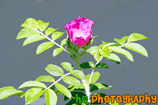 Pink Flower & Green Leaves painting