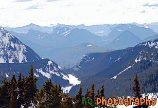 Evergreen Trees & Snowy Hills painting