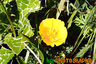 Looking Down at a Poppy Flower painting