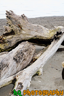 Drift Wood on Beach painting