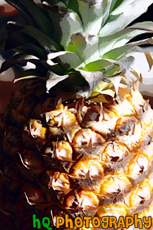 Pineapple Close Up painting