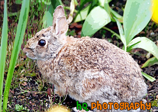 Bunny Rabit painting